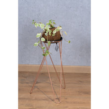 Load image into Gallery viewer, Matera, base para planta, planta, decorativo, bronce
